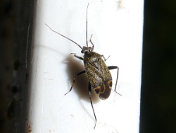 Polymerus nigrita